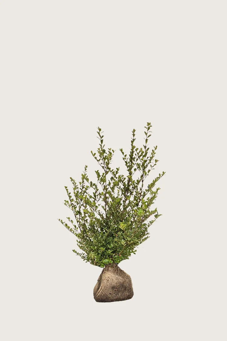 Japansk kristtorn 'Dark Green' 100cm Outlet | Plantinavia