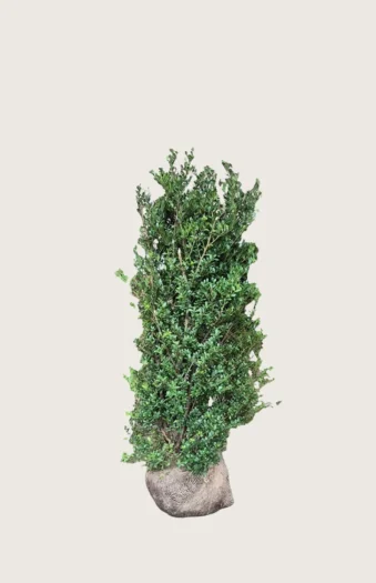 Japansk kristtorn 'Dark Green' 100cm Vel forgrenet | Plantinavia