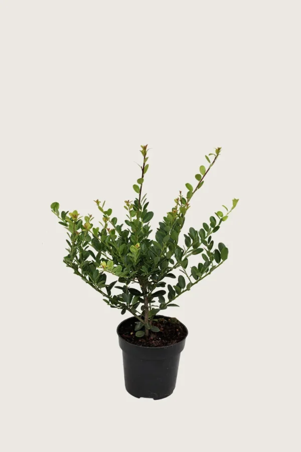 Japansk kristtorn 'Green Hedge' 60cm Outlet | Plantinavia