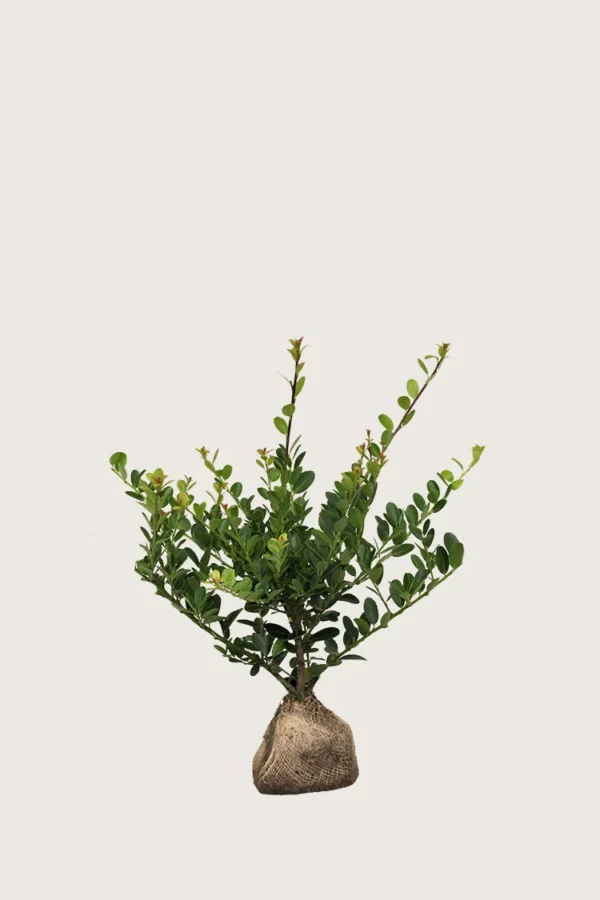 Japansk kristtorn 'Green Hedge' 40cm Outlet | Plantinavia