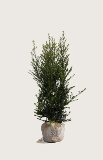 Japansk kristtorn 'Green Hedge' 150cm Vel forgrenet | Plantinavia