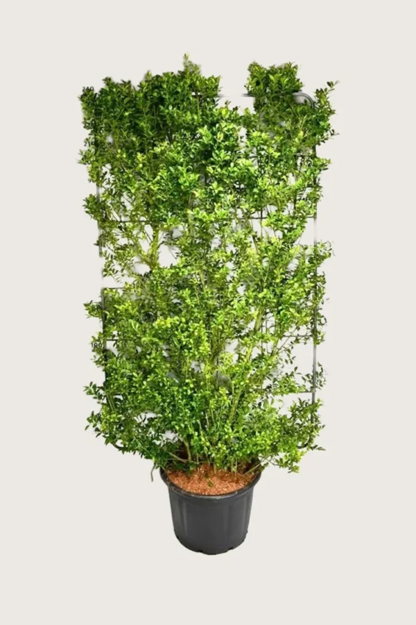 Japansk kristtorn 'Kanehirae' 100cm Vel forgrenet | Plantinavia