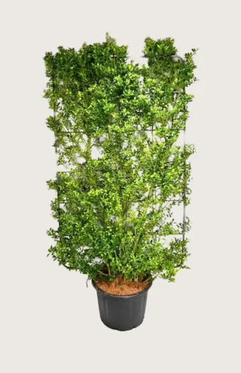 Japansk kristtorn 'Kanehirae' 200cm Vel forgrenet | Plantinavia