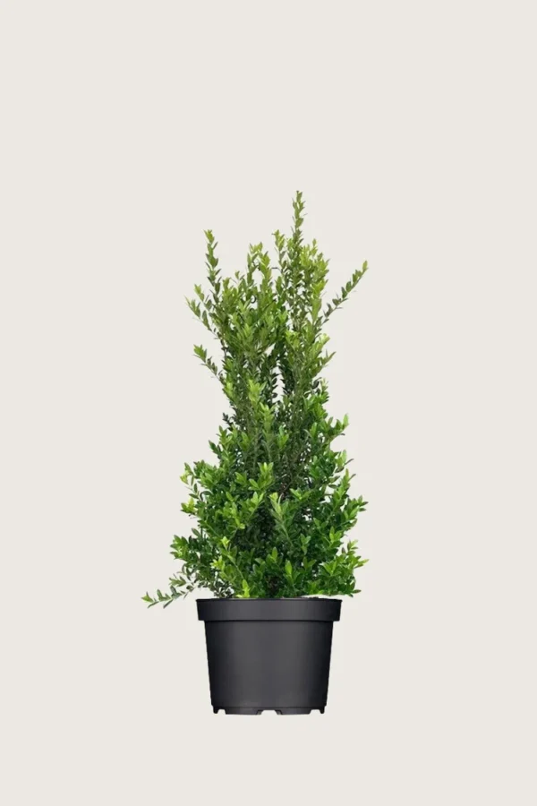 Japansk kristtorn 'Kanehirae' 80cm Forgrenet | Plantinavia