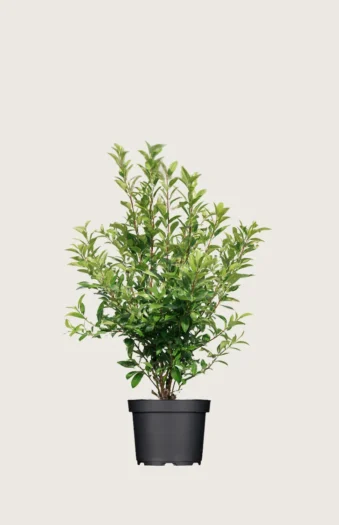 Japansk kristtorn 'Kanehirae' 40cm Outlet | Plantinavia