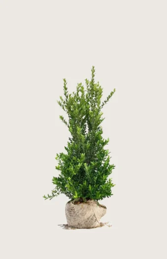 Japansk kristtorn 'Kanehirae' 60cm Forgrenet | Plantinavia