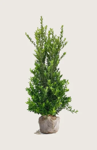 Japansk kristtorn 'Kanehirae' 175cm Vel forgrenet | Plantinavia