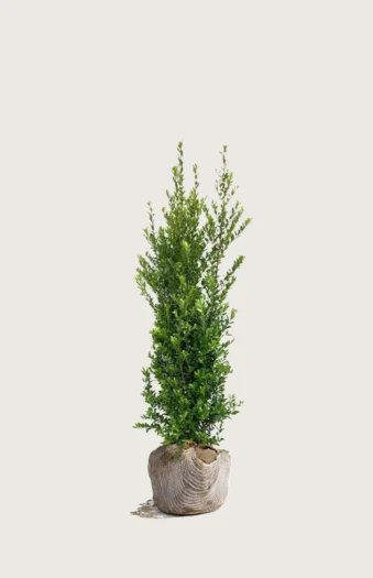 Japansk kristtorn 'Kanehirae' 80cm Vel forgrenet | Plantinavia