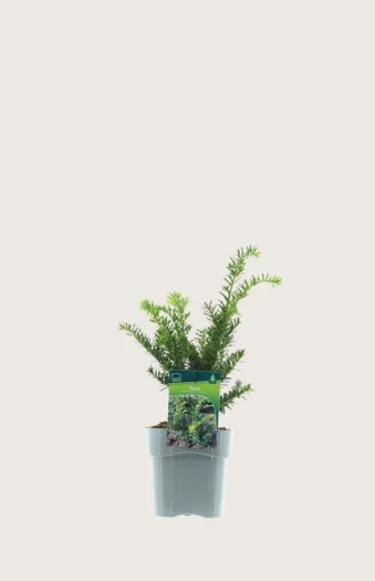 Japansk taks 15cm Forgrenet | Plantinavia