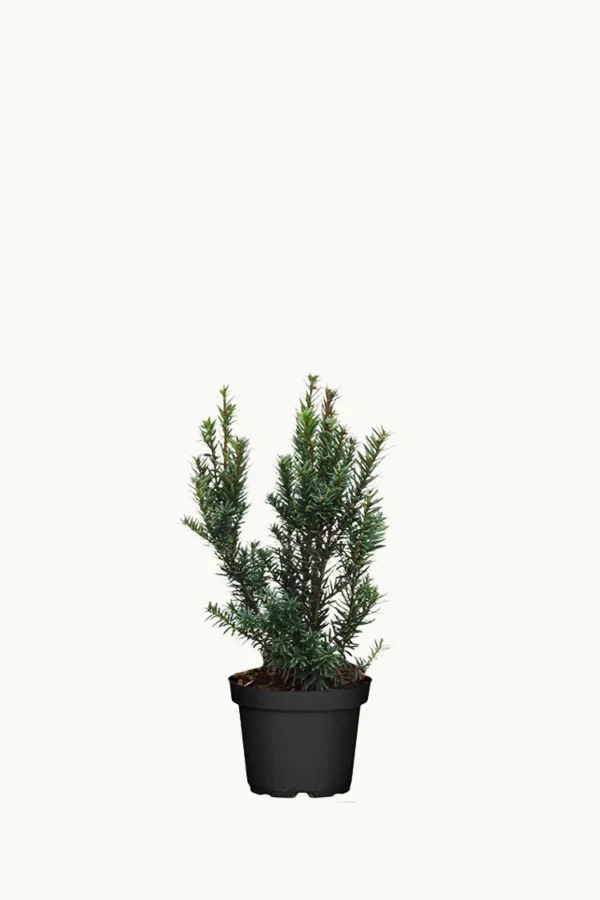 Japansk taks 40cm Forgrenet | Plantinavia