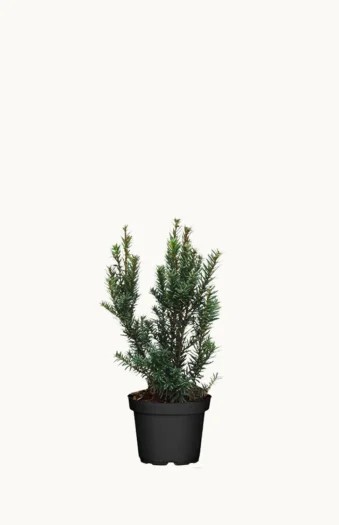 Japansk taks 60cm Forgrenet | Plantinavia