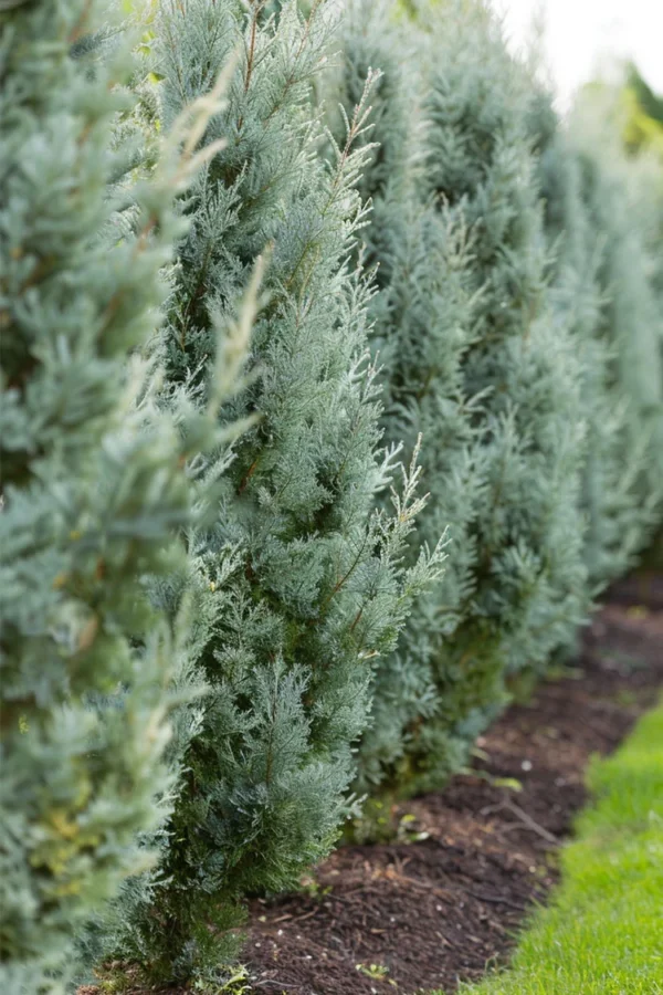 Søjleene Blue Arrow