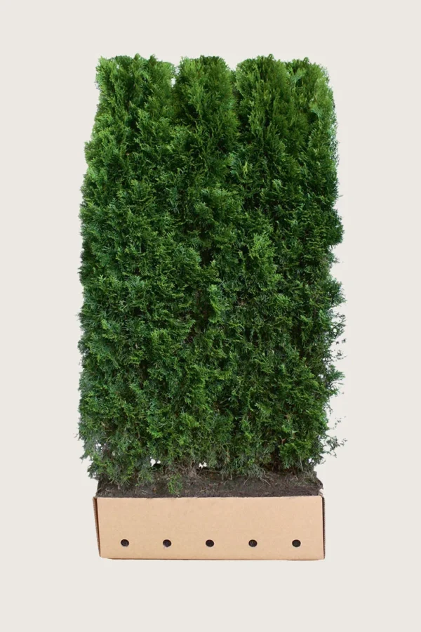 Kæmpethuja 200cm Vel forgrenet | Plantinavia