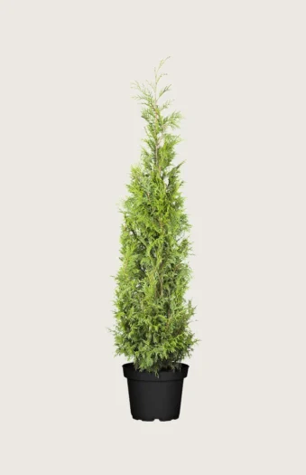 Kæmpethuja 100cm Forgrenet | Plantinavia