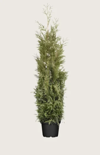 Kæmpethuja 225cm Forgrenet | Plantinavia