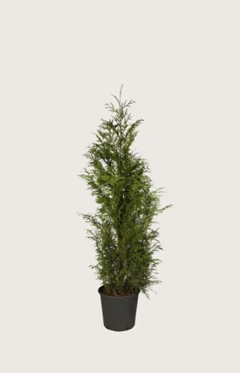 Kæmpethuja 80cm Forgrenet | Plantinavia