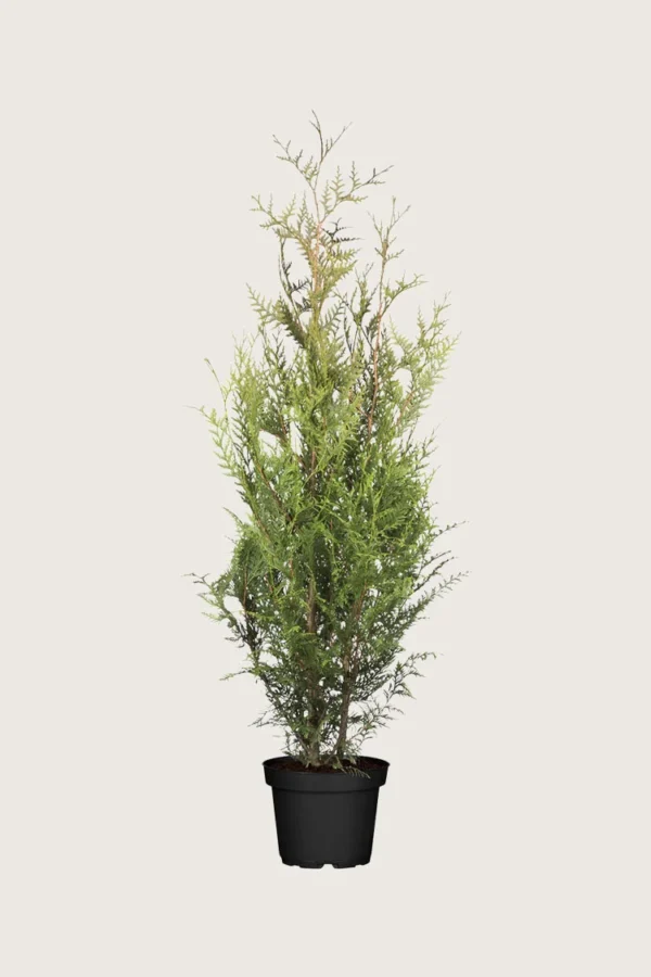 Kæmpethuja 125cm Outlet | Plantinavia