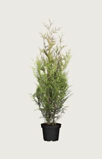 Kæmpethuja 150cm Outlet | Plantinavia