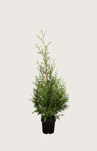 Kæmpethuja 40cm Outlet | Plantinavia