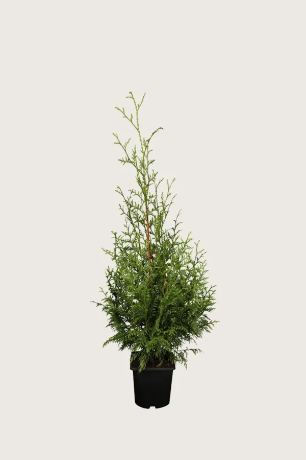 Kæmpethuja 60cm Outlet | Plantinavia