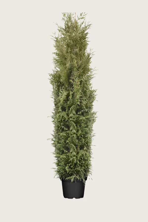 Kæmpethuja 200cm Vel forgrenet | Plantinavia