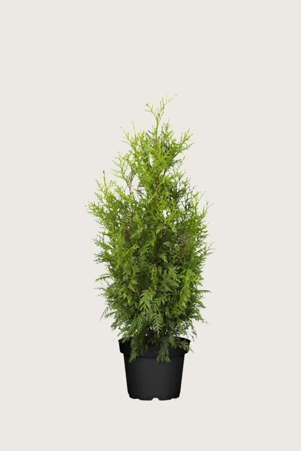 Kæmpethuja 60cm Vel forgrenet | Plantinavia