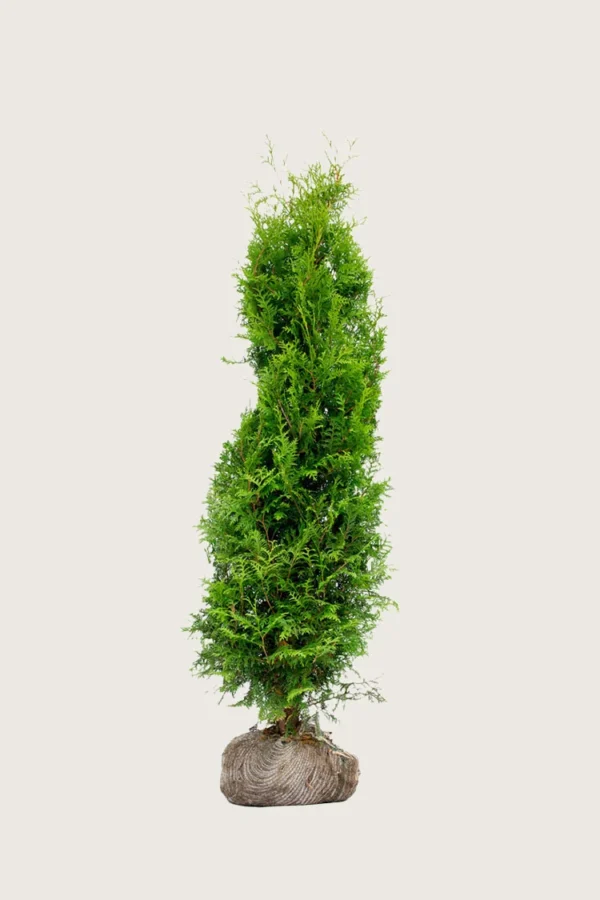 Kæmpethuja 125cm Forgrenet | Plantinavia