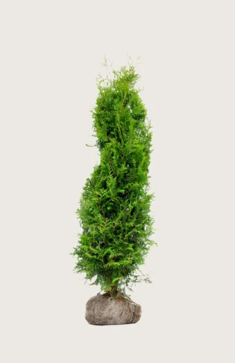 Kæmpethuja 150cm Forgrenet | Plantinavia