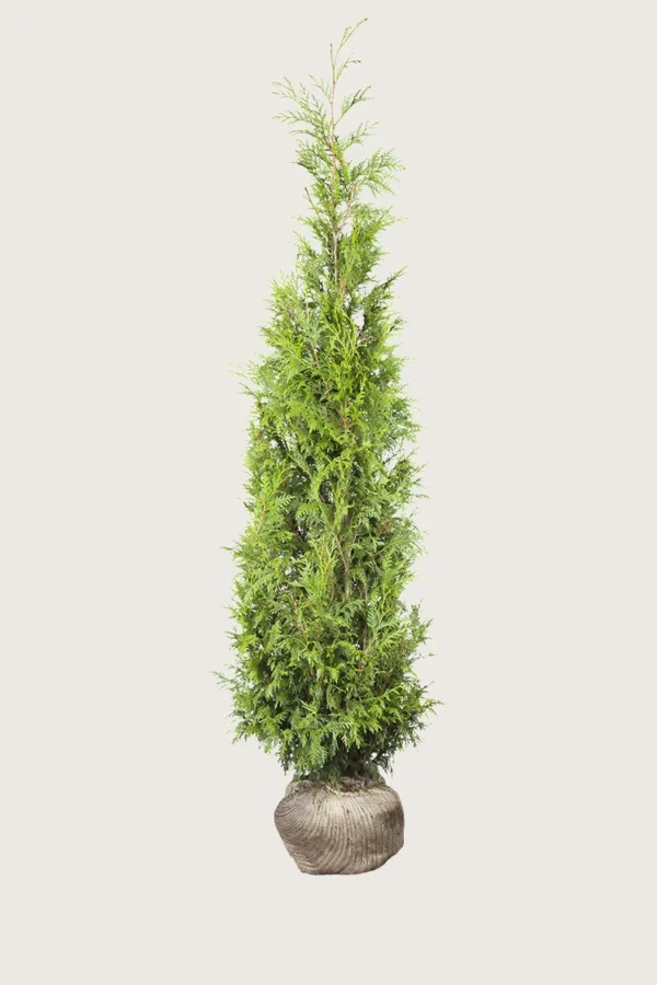 Kæmpethuja 250cm Forgrenet | Plantinavia