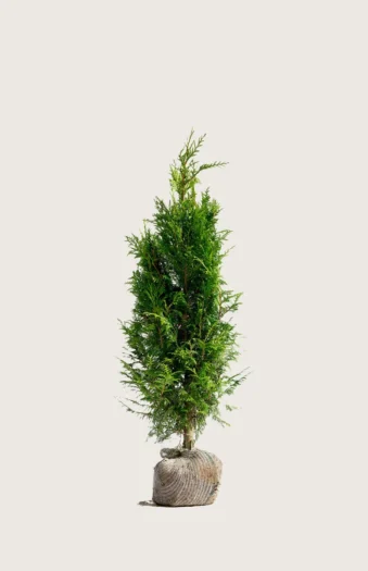 Kæmpethuja 80cm Forgrenet | Plantinavia
