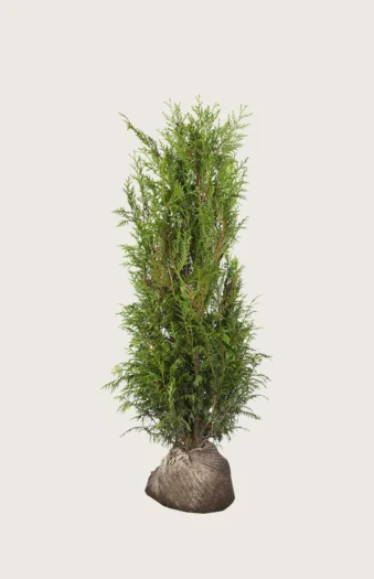 Kæmpethuja 150cm Outlet | Plantinavia