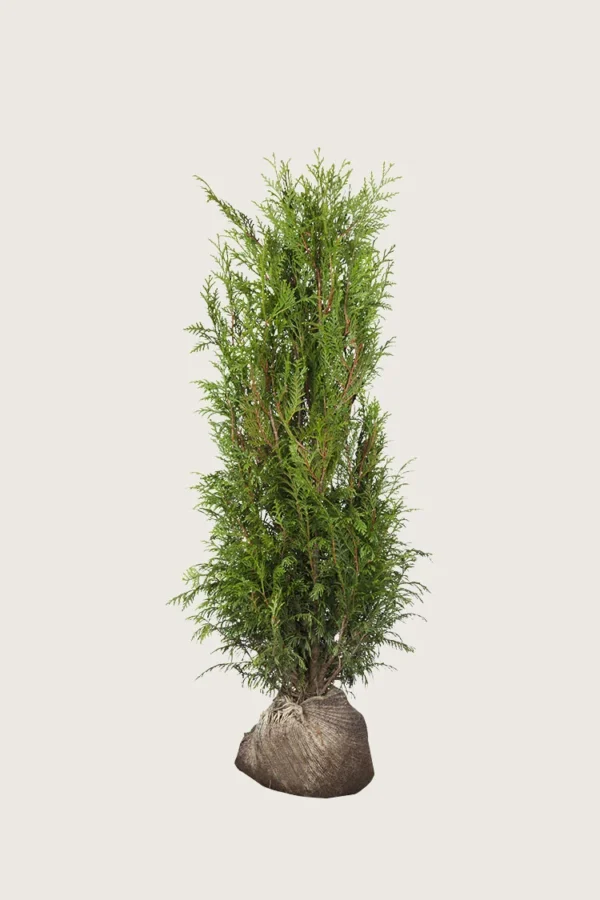 Kæmpethuja 175cm Outlet | Plantinavia