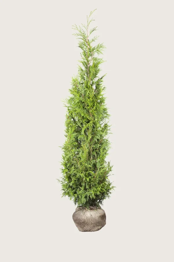 Kæmpethuja 200cm Outlet | Plantinavia