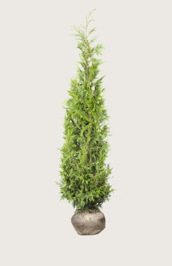 Kæmpethuja 225cm Outlet | Plantinavia