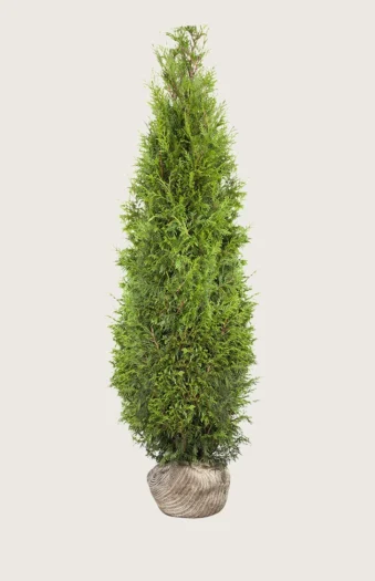 Kæmpethuja 600cm Vel forgrenet | Plantinavia