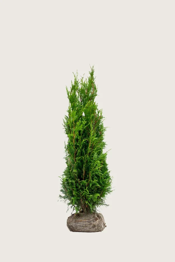 Kæmpethuja 60cm Vel forgrenet | Plantinavia