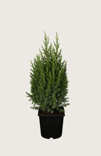 Kinesisk Ene Stricta 100cm Vel forgrenet | Plantinavia