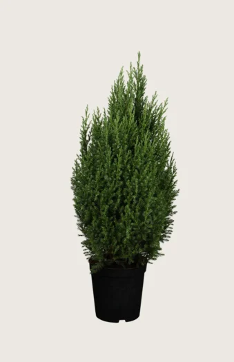 Kinesisk Ene Stricta 150cm Vel forgrenet | Plantinavia