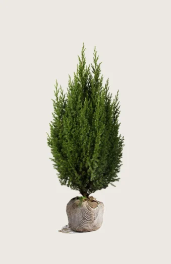 Kinesisk Ene Stricta 175cm Vel forgrenet | Plantinavia