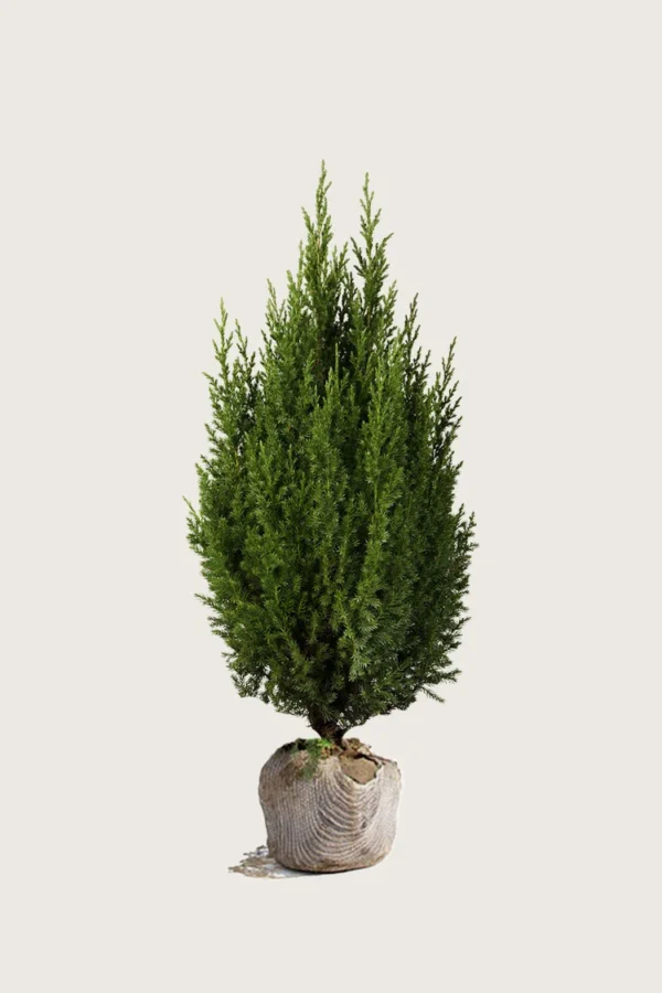 Kinesisk Ene Stricta 200cm Vel forgrenet | Plantinavia