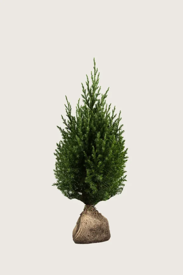 Kinesisk Ene Stricta 40cm Vel forgrenet | Plantinavia