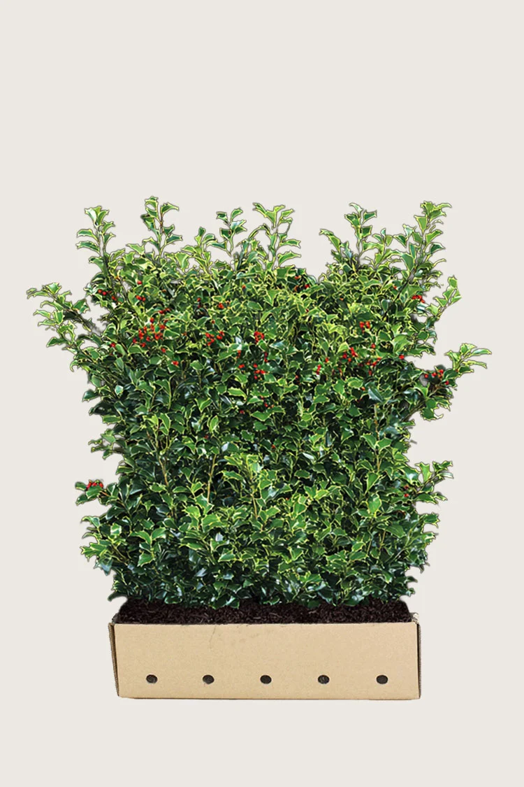 Kristtorn Heckenfee 120cm Vel forgrenet | Plantinavia