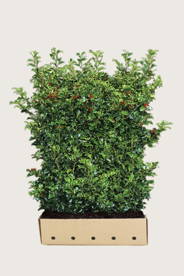 Kristtorn Heckenfee 200cm Vel forgrenet | Plantinavia