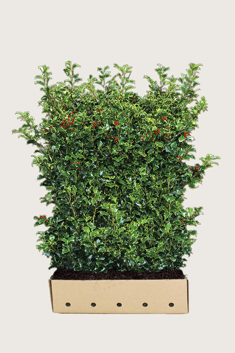 Kristtorn Heckenfee 200cm Vel forgrenet | Plantinavia