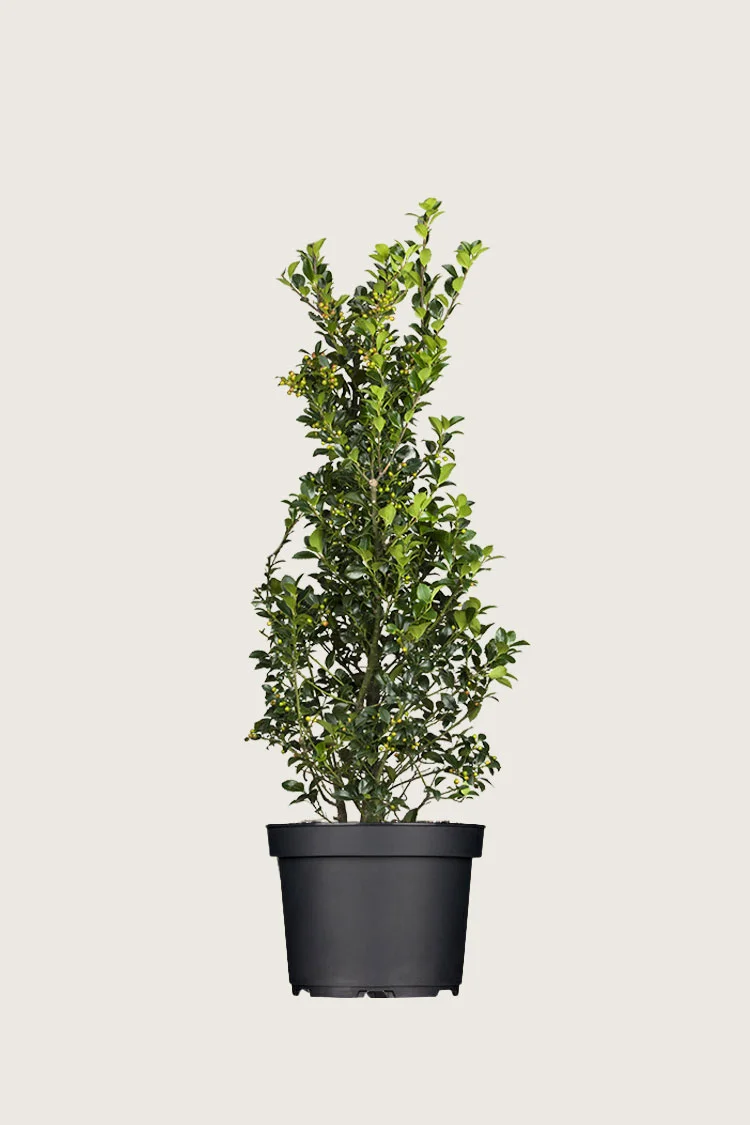 Kristtorn Heckenfee 125cm Forgrenet | Plantinavia
