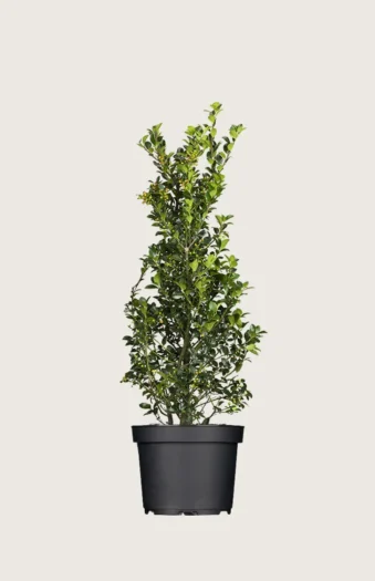 Kristtorn Heckenfee 150cm Forgrenet | Plantinavia