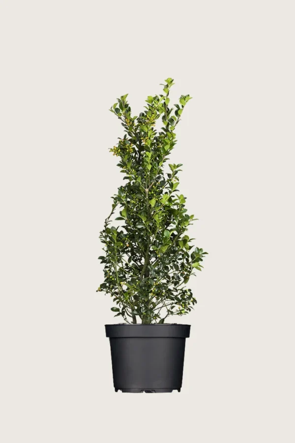 Kristtorn Heckenfee 150cm Forgrenet | Plantinavia