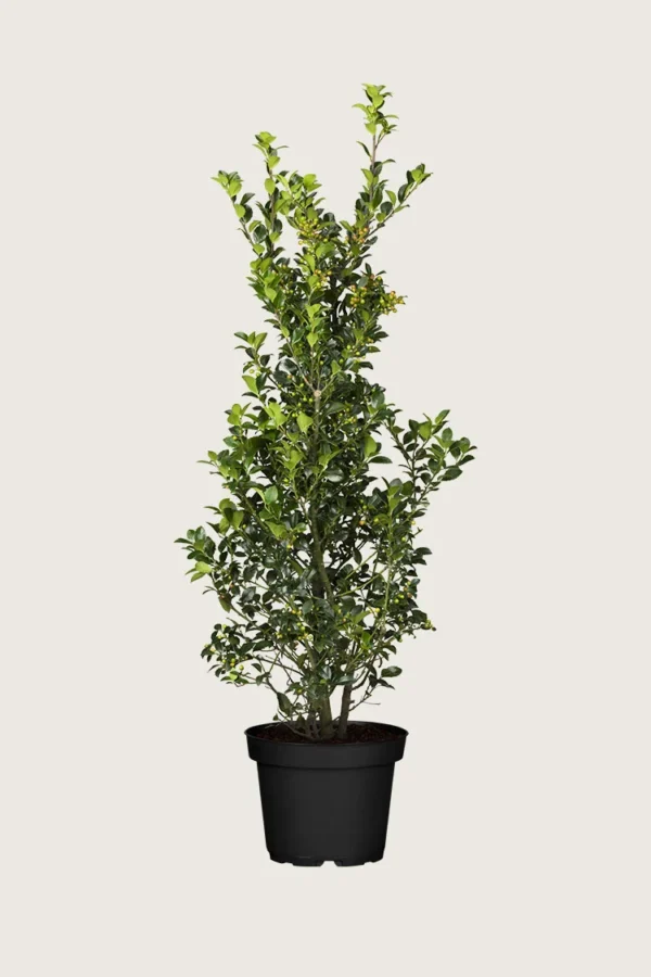 Kristtorn Heckenfee 200cm Forgrenet | Plantinavia