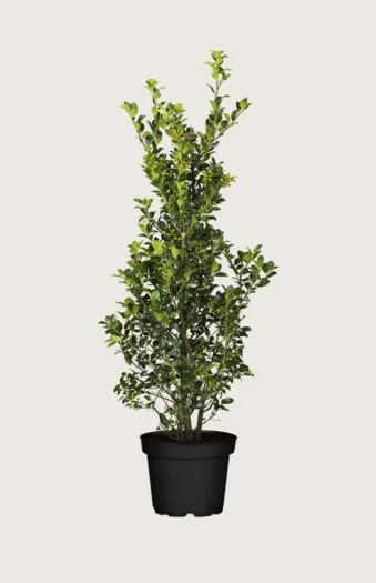 Kristtorn Heckenfee 250cm Forgrenet | Plantinavia