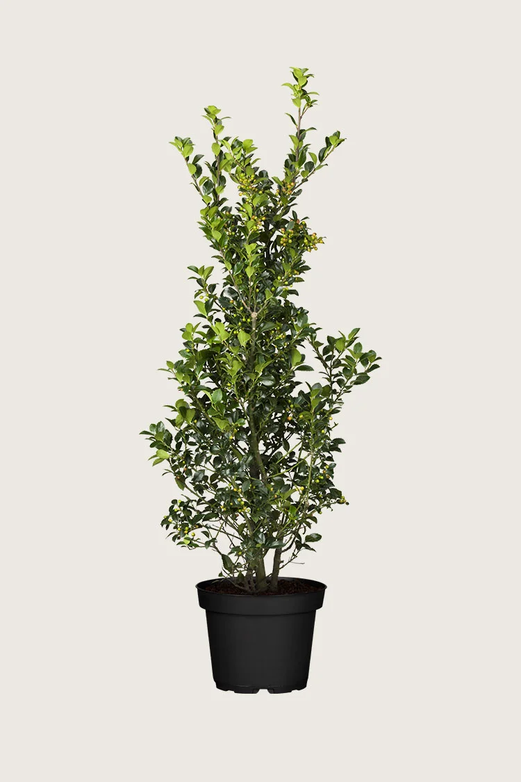 Kristtorn Heckenfee 250cm Forgrenet | Plantinavia